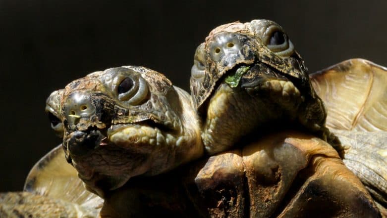 Malaysia: Two-Headed Turtle Found in Mabul Island Malaysia: Two-Headed Turtle Found in Mabul Island
