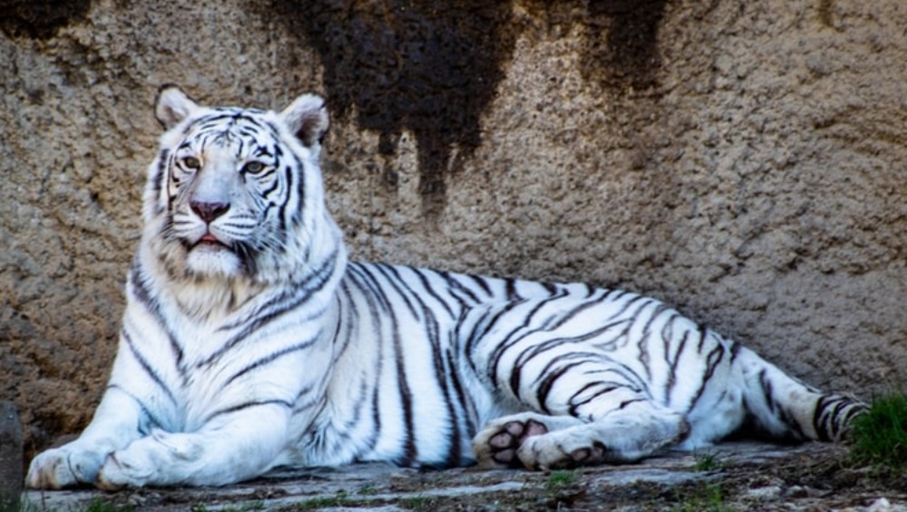 International Tiger Day 2019: Know 7 Facts About the Ferocious Big Cats ...