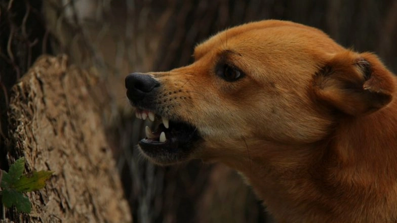 Uttar Pradesh: Wild Dog Menace, PAC Deployed in Saharanpur District