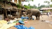 Uttar Pradesh: Wild Tuskers Kill 5 and Injured Over Dozen in 'Close Encounters' with Villagers