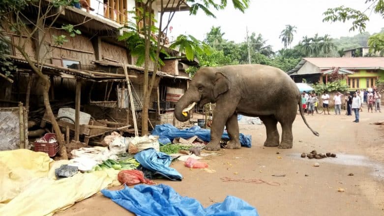 Uttar Pradesh: Wild Tuskers Kill 5 and Injured Over Dozen in 'Close Encounters' with Villagers Uttar Pradesh: Wild Tuskers Kill 5 and Injured Over Dozen in 'Close Encounters' with Villagers
