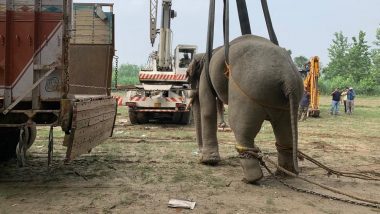 Two Bull Elephants 'Karan' and 'Arjun' Sharing Close Bonding Released in Pilibhit Tiger Reserve in Bareilly