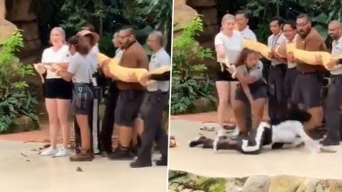 Giant Burmese Python Scares The Sh*t Out Of This Woman, Thanks to Singapore Zookeepers (Watch Video of Albino Python)