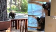 Bear Enters Woman&rsquo;s House Through Open Window in US, Terrifying Video Goes Viral