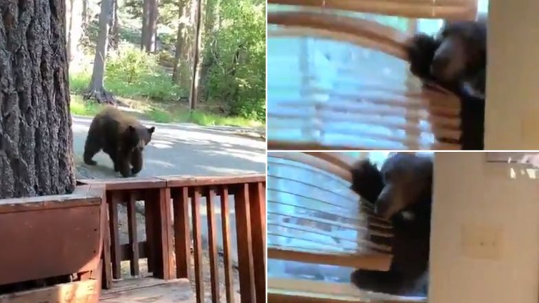 Bear Enters Woman’s House Through Open Window in US, Terrifying Video Goes Viral