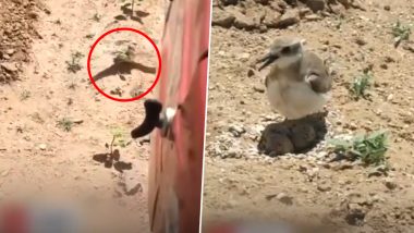 Watch Viral Video of This Brave Mother Bird Stopping Moving Tractor to Protect Her Eggs