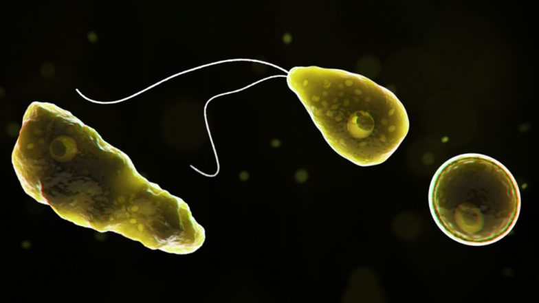 Brain-Eating Amoeba Kills US Swimmer: What Is Naegleria Fowleri? Know the Symptoms