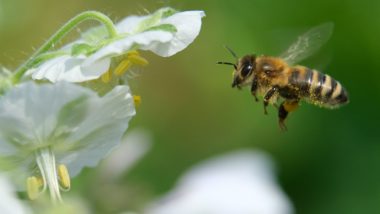 German Entomologists Predict an Insect Apocalypse, Bugs Dying off At Alarming Rate