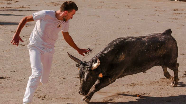 Great Yorkshire Show 2019: Spooked Bull Breaks Loose and Tramples Handler in Cattle Ring, View Viral Pics