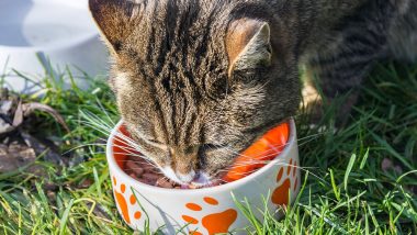 Choosing Cat Food? Here's What to Keep in Mind For Your Feline's Nutrition