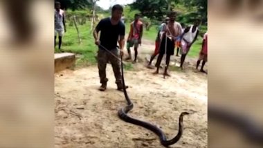 14-Foot-Long King Cobra Spotted in Assam, Rescued