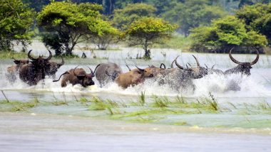 Assam: Red Alert Issued in Barpeta District After Bhutan Releases Excess Water From Dam of Kurichhu Hydropower Plant, Locals Urged to Move to Safer Locations