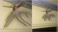 Alien-Like Creature Spotted Crawling Inside Indonesian Man&rsquo;s House, Netizens Baffled (Watch Viral Video)