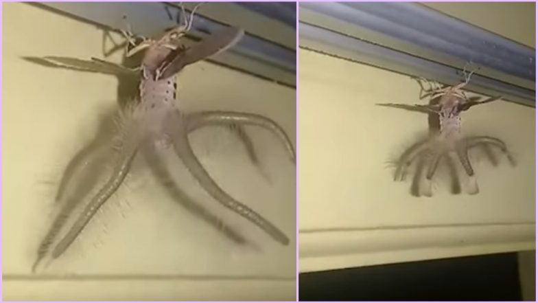 Alien Like Creature Spotted Crawling Inside Indonesian Mans House