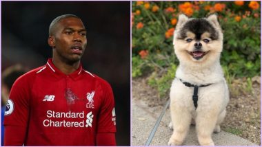 Daniel Sturridge’s Dog Is Kidnapped! Former Liverpool Striker Pleads Thief to Return His Beloved Pooch in a Viral Instagram Video