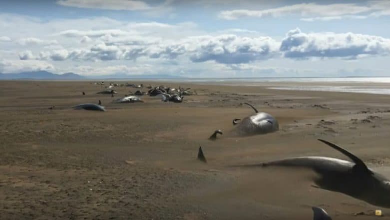 Around 50 dead pilot whales washed up on the Snaefellsnes Peninsula in western Iceland.  