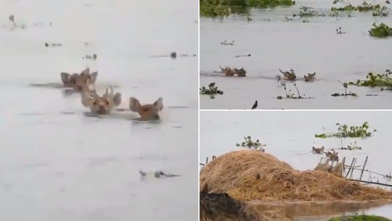 Assam Floods: Viral Video of Deer Wading Through Deep Neck Waters at Kaziranga National Park Distresses Netizens Assam Floods: Viral Video of Deer Wading Through Deep Neck Waters at Kaziranga National Park Distresses Netizens