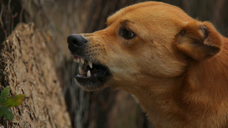 Dog Bites Goat, Incident Leads to Clash Between Owners in UP's Sonbhadra; 3 Injured