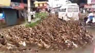 Viral: Traffic Comes to Halt in Kerala as Flock of Ducks Crosses Road, Watch Video