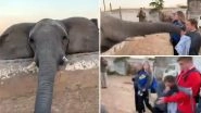 African Elephant Slaps Tourist for Trying to Click Its Picture, Watch Viral Video