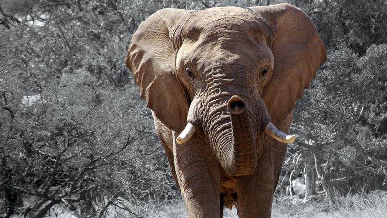 Shocking Image Shows Dead Elephant With Severed Trunk and Tusks Killed by Poachers in Botswana