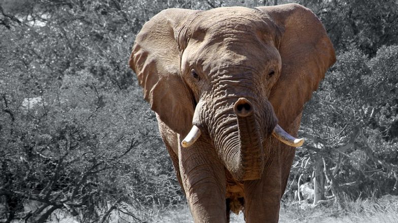 Horrifying Picture of African Elephant's Severed Trunk and Tusk From Botswana Shows The Grim Reality of Poaching