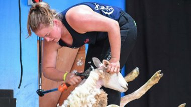 Sheep Shearers Flock to World Championship in France