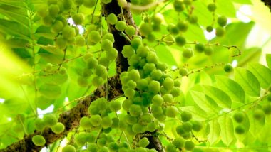 Home Remedy of the Week: How to Prevent Hair Fall in Monsoon with Amla (Indian Gooseberry)
