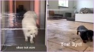 &lsquo;Invisible Challenge&rsquo; Is the Latest Internet Craze to Prank Innocent Doggos, Watch Cute and Funny Dog Videos