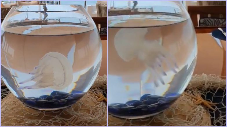 Jellyfish Swimming in Tiny Bowl Sparks Debate Online, Twitterati Slams British Business Magnate Alan Sugar for Cruelty (Watch Viral Video)