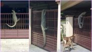 Giant &lsquo;Godzilla&rsquo; Monitor Lizard Spotted Hanging On Malaysian Resident&rsquo;s Fence Is Scaring the Netizens, View Viral Pic