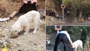 Loyal Dog Dubbed As ‘Greek Hachiko’ Refuses to Move From Spot Where Owner Died in a Car Accident (Watch Video)