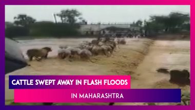 Maharashtra: Cattle swept away in flash floods in Chandrapur