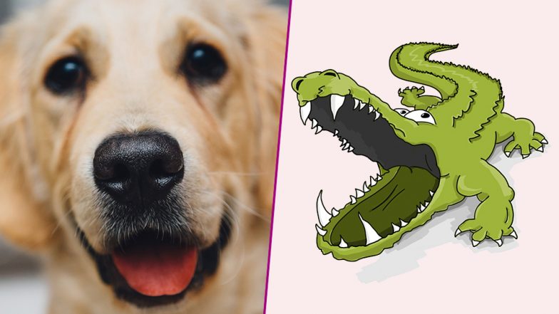 75-Year-Old Florida Man Fights With Alligator to Save His Pet Dog!