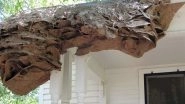 Wasps Are Weaving 'Super Nests' as Big as Volkswagen Beetle in Alabama, Warn Entomologists (View Pic)