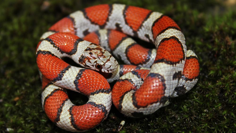 World Snake Day 2019: Five Exotic Serpents You Can’t Unsee, View Pics ...