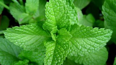 Mint Leaf Beauty Benefits: From Acne to Ageing, 5 Skin Problems Pudina Can Help You Fight