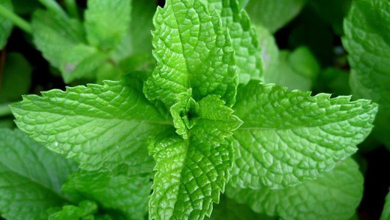 Benefits of Mint Leaves for Skin and Hair – Adunni Organics