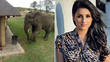 Elephant Throwing Litter In Dustbin Is All The Friday Motivation You Need And Parineeti Chopra Agrees; Watch Video