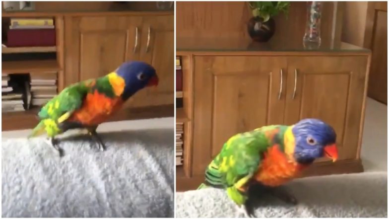 Parrot Dancing and Whistling on ‘Aankh Marey’ Is the Best Thing You Will See on the Internet Today (Watch Video)