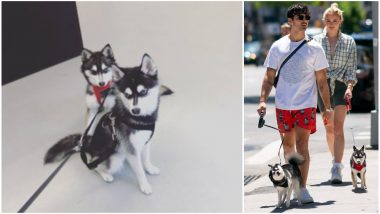 Joe Jonas-Sophie Turner’s Dog Waldo Picasso Struck and Killed By Car in New York City, Couple Files Report to NYPD