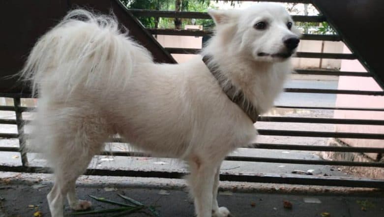 Pomeranian was abandoned by its owner for having an 'illicit relationship' with a dog next door. 