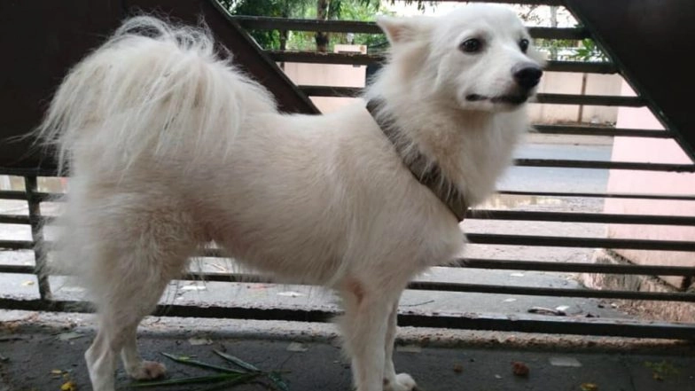 Pet Pomeranian Had ‘Illicit Relationship’ With Dog Next Door, Says Owner Who Abandoned Her