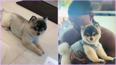 Daniel Sturridge Reunited With His Dog but $30000 Reward Was a Lie, Claims US Rapper Who Found Lucky Lucci