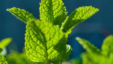 How to Use Mint (Pudina) to Lose Weight (Watch Video)