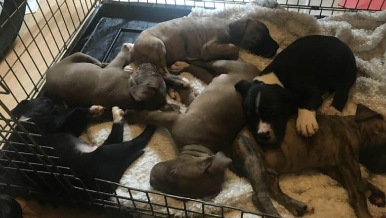 Six newborn puppies who were stolen by burglars have been reunited with their mother. 