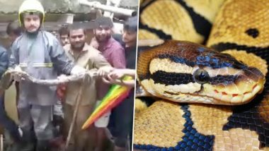 Amid Rains, 9-Feet Long Python Rescued From Sewer In Thane After It Gets Stuck in the Wall