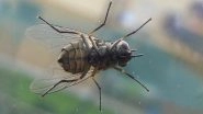 How to Get Rid of Flies at Home During Rains: 9 Natural Home Remedies or Fly Repellents for the Monsoon