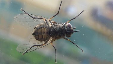 How to Get Rid of Flies at Home During Rains: 9 Natural Home Remedies or Fly Repellents for the Monsoon