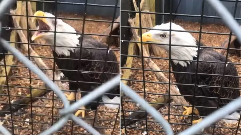 Sammy the One-Winged Bald Eagle Birdnapped From Long Island Wildlife Refuge, Authorities Offer $12K Reward for Stolen Bird